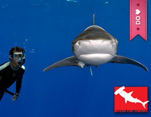 divers_for_sharks_fv